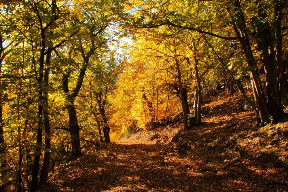 Les Cévennes en automne