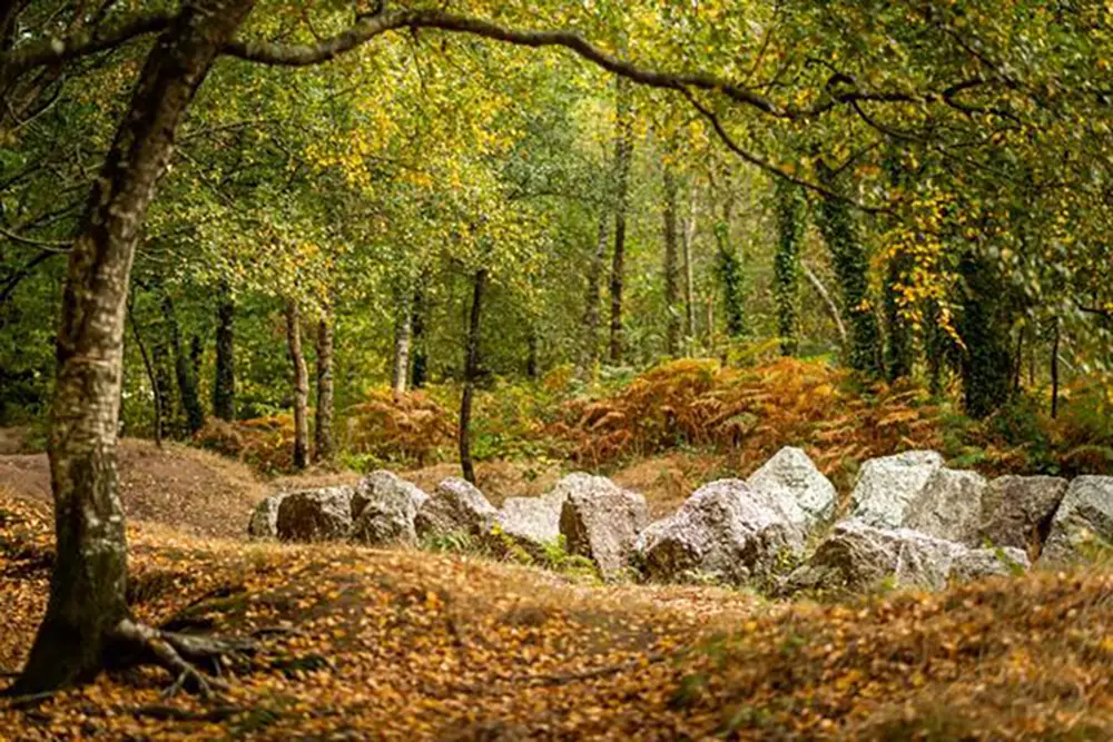 Forêt de Brocéliande en automne