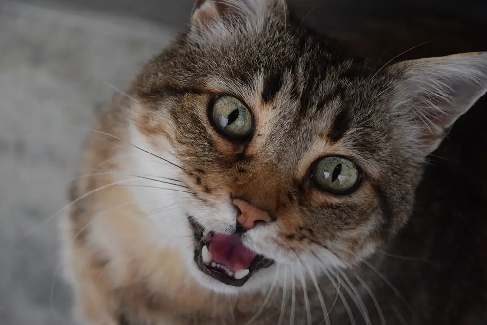 chat difficile qui miaule en regardant son maître