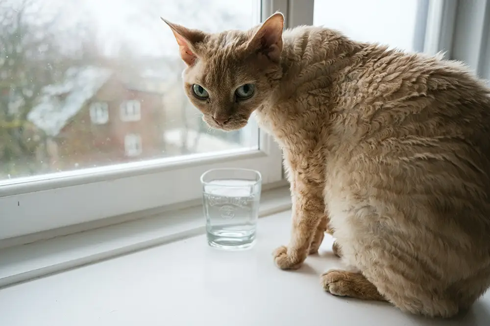 chat sur un rebord de fenêtre refusant de boire son eau