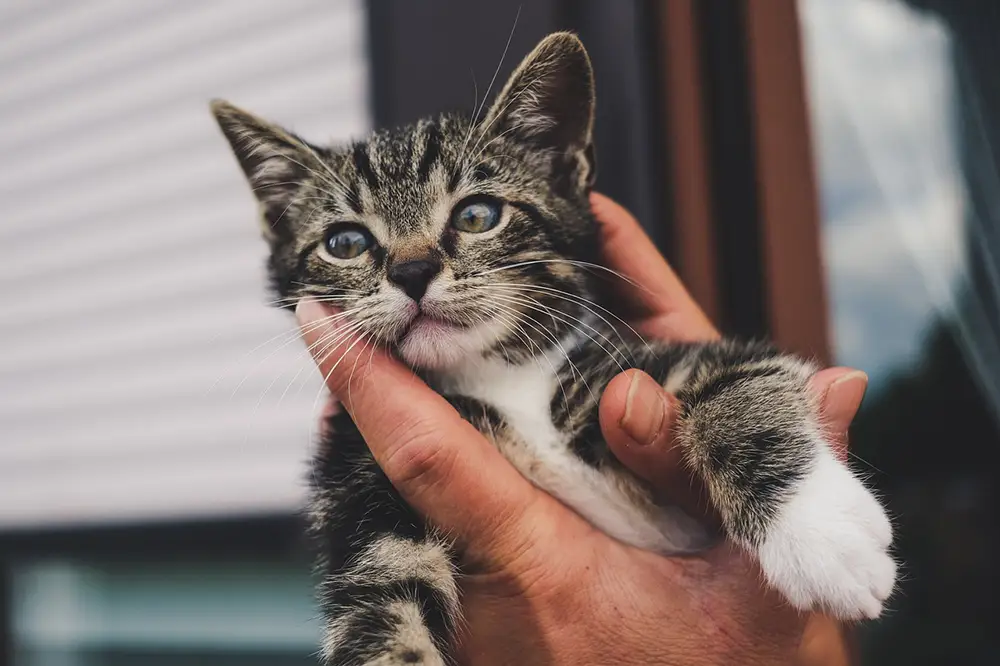 chaton dans les mains d'un humain