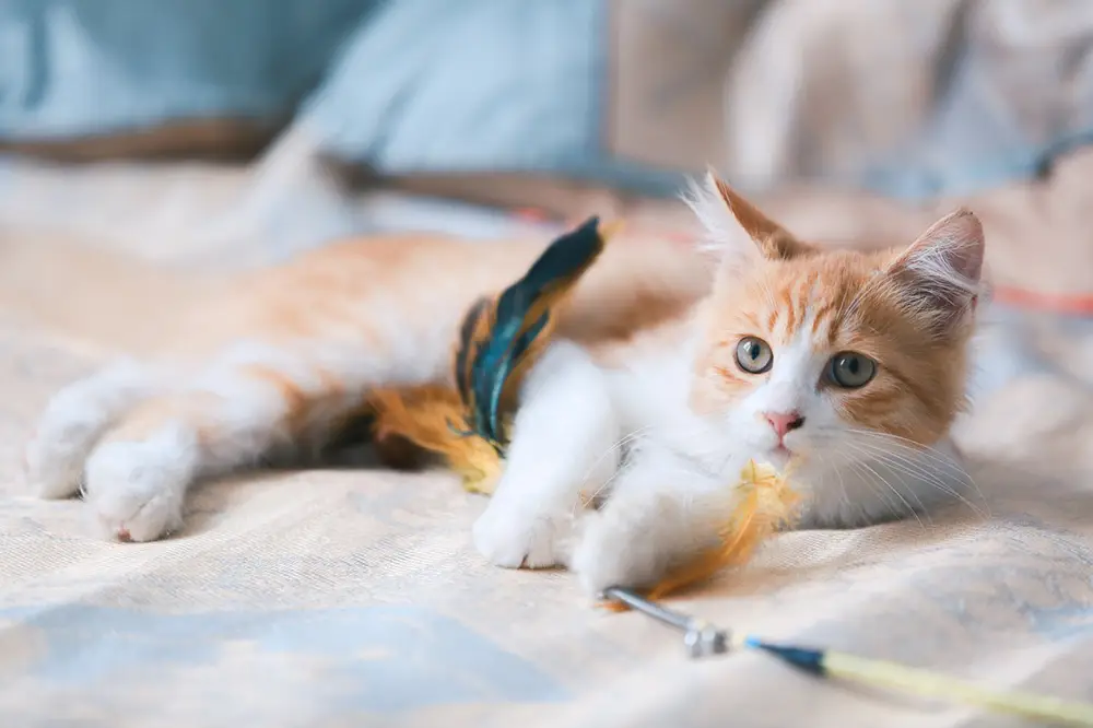 chaton jouant avec des plumes