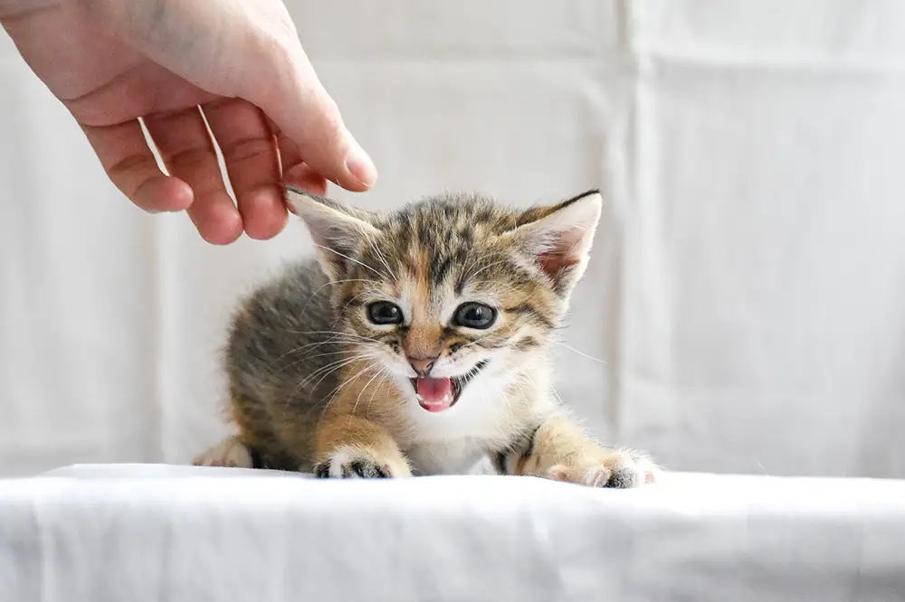 chaton qui miaule à l'arrivée dans la maison