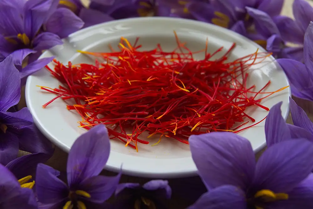 Filaments de safran entourés de fleurs