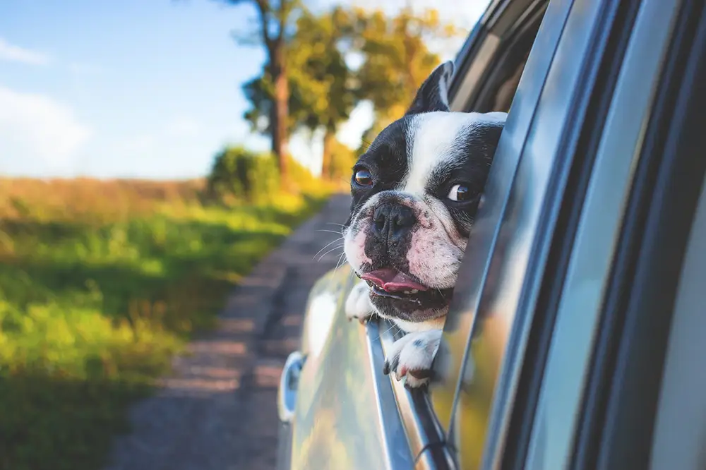 voyager en voiture avec son chien. Boston Terrier avec la tête par la fenêtre