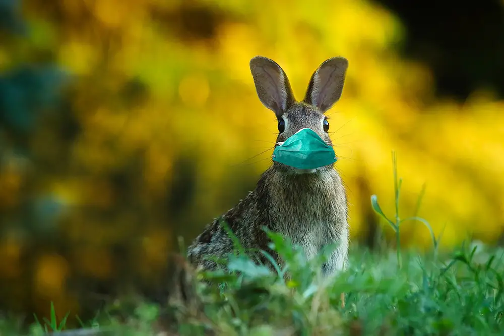 grippe aviaire, lapin contaminé portant un masque